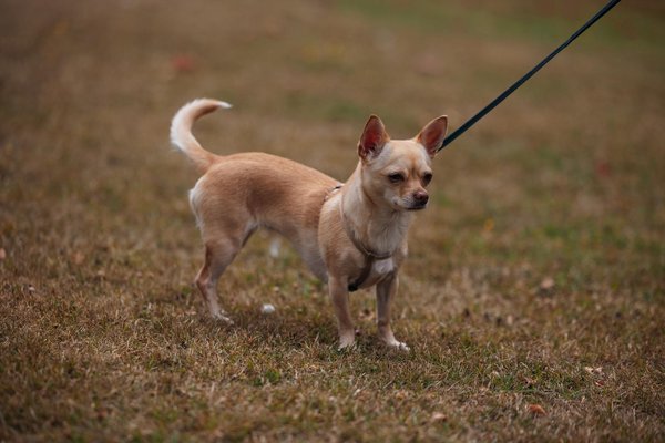 Collier gps pour chien sans abonnement : économie et fiabilité