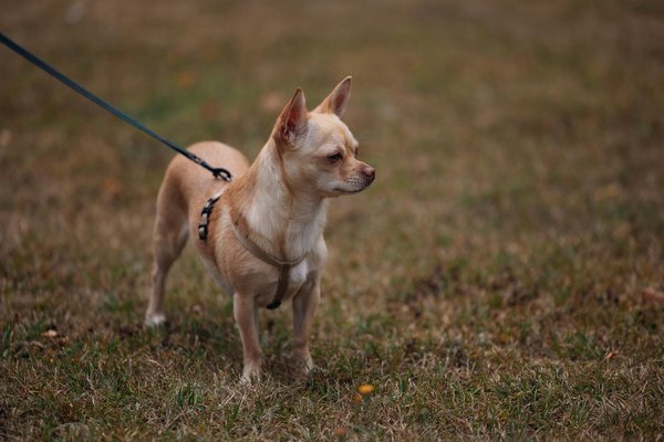 Comment préparer un chat de race Exotic Shorthair à l'arrivée d'un bébé dans la famille?