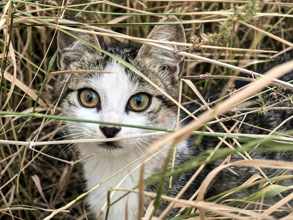 Comment les animaux marins profonds résistent-ils à la pression extrême des abysses?