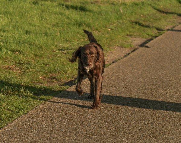 Quel est le processus de création d'une banque de sang pour les chiens et chats?
