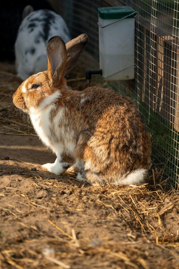 Fini la cage, faite place à l'enclos pour votre lapin