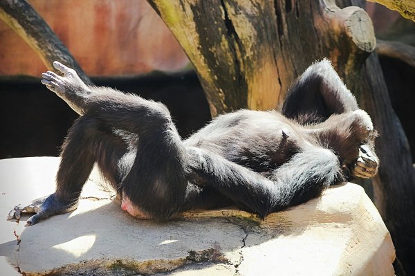 Quels sont les effets du stress environnemental sur les habitudes alimentaires d'un axolotl?