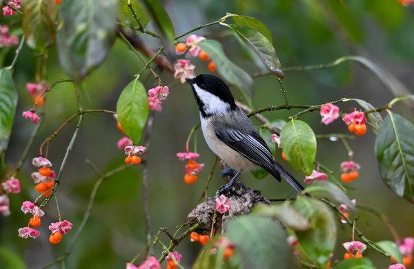 Comment créer un environnement enrichissant pour un groupe de capybaras en captivité?