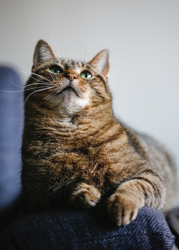 Prendre soin de son chat : astuces pour un compagnon heureux