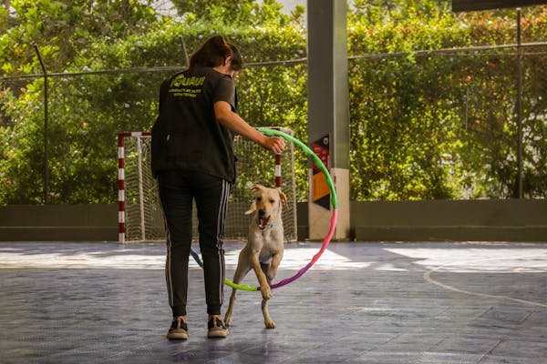 Top méthodes pour éduquer votre chien avec educ dog